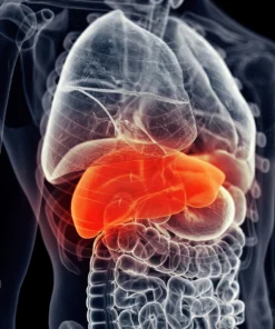 ALPHA FETO PROTEIN(AFP), MATERNAL SERUM