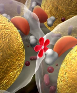 INSULIN RESISTANCE (HOMA-IR)
