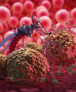 DENGUE EARLY ANTIGEN (NS1 ANTIGEN), SERUM