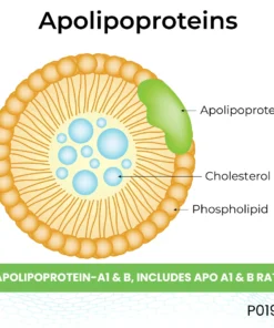 APOLIPOPROTEIN-A1 & B, INCLUDES APO A1 & B RATIO