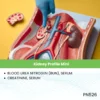 Kidney Profile Mini