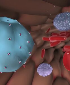 Adreno  Corticotropic Hormone (Acth), Plasma