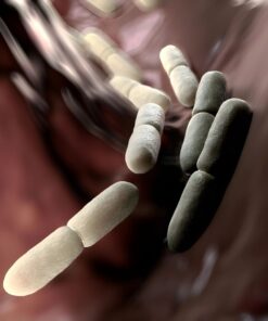 Afb (Acid Fast Bacilli) Stain