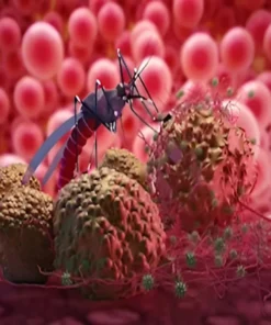 Malaria Parasite Smear, Whole Blood