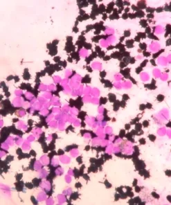 Myeloperoxidase (Mpo) By Flow Cytometry