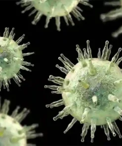 EPSTEIN BARR VIRUS NUCLEAR ANTIGEN IGG ANTIBODIES