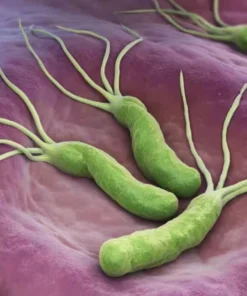 HELICOBACTER  PYLORI IGG ANTIBODIES