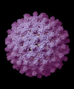 HEPATITIS B VIRUS (HBV) HBV PROFILE”