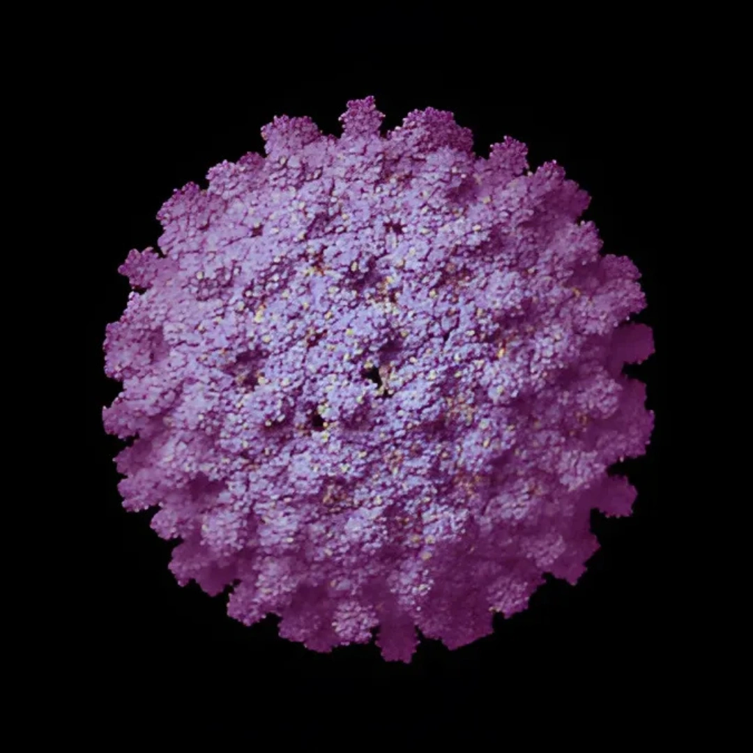HEPATITIS B VIRUS (HBV) HBV PROFILE”