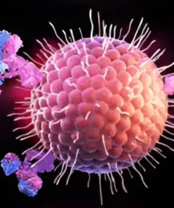 HERPES SIMPLEX VIRUS 2 IGG, SERUM