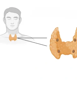 Parathyroid Hormone Intact, Serum