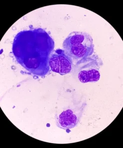 FLUID ROUTINE EXAMINA- TION, MISCELLANEOUS