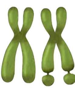 FRAGILE X CHROMOSOME
