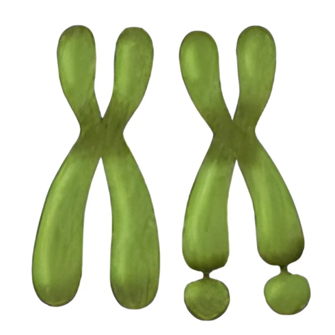 FRAGILE X CHROMOSOME