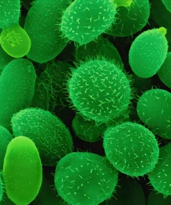 FUNGAL SUSCEPTIBILITY (FOR YEAST)