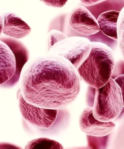 GLUCOSE-6-PHOSPHATE DEHYDROGENASE, QUANTITATIVE