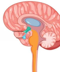 GROWTH HORMONE (GH), SERUM