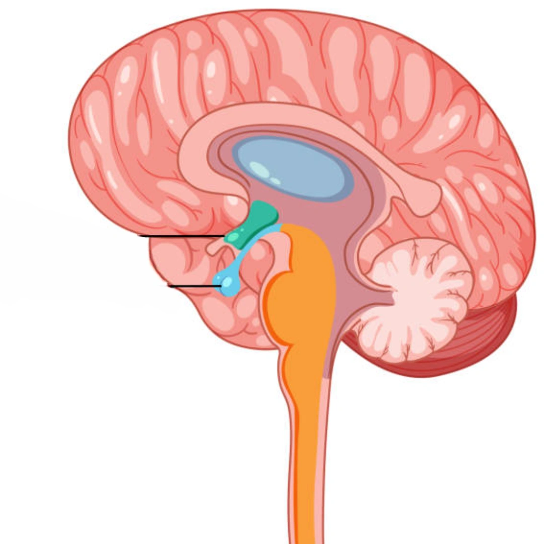 GROWTH HORMONE (GH), SERUM