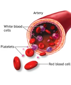 Rbc Count, Whole Blood