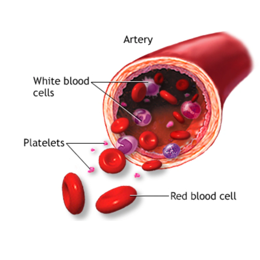 Rbc Count, Whole Blood